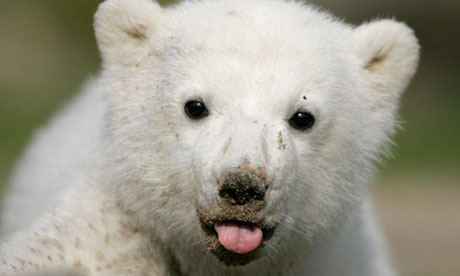 Arctic Animal Pictures on File Photo Of Polar Bear Cub Knut During His First Presentation In