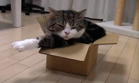 Maru, the Japanese YouTube sensation.