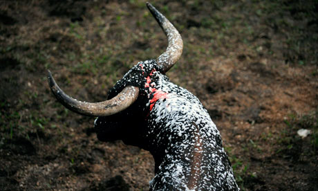 A bull is covered with foam