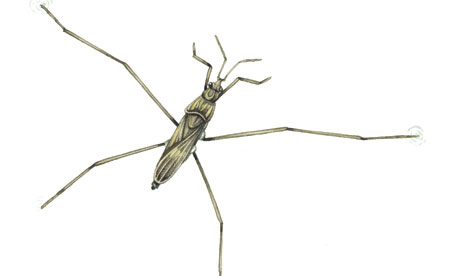 Pond Skater hd wallpaper, Pond Skater hd wallpaper, Cute Pond Skater pictures, Photos of Pond Skater 