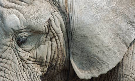Close up of eye and ear of an elephant