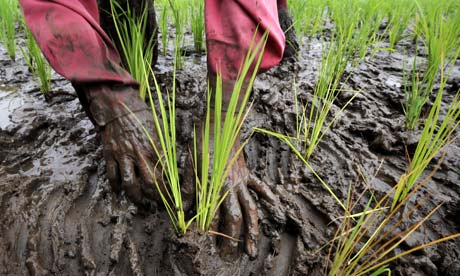 Paddy field in Indonesia