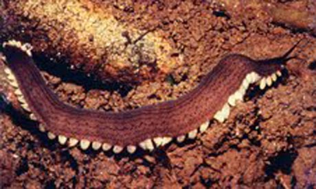 The giant velvet worm