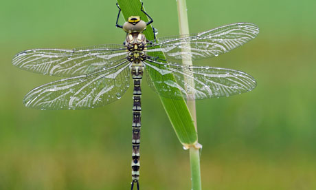 Hawker+dragonflies+uk