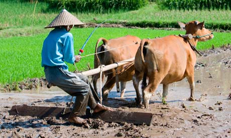 Rice Farmer on An Indonesian Rice Farmer Uses Oxen And A Wooden Plough To Work The