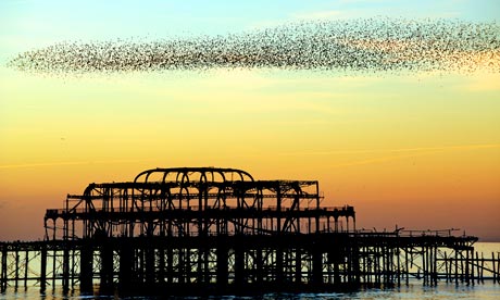 Starlings flock over Brighton’s derelict west pier at sunset