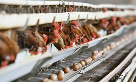 Chicken Egg Farm