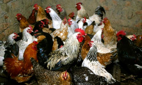 Chickens awaiting vaccination