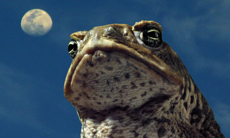 cane toads the conquest