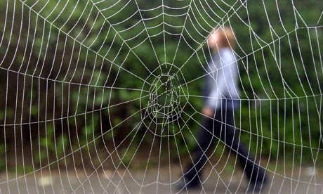 Spider web