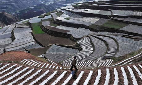 A farmer walks past a terrace of dang shen, a traditional Chinese medicine, in Gansu province
