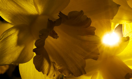 daffodil - whyy do they always face the lawn