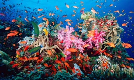  - A-tropical-coral-reef--008