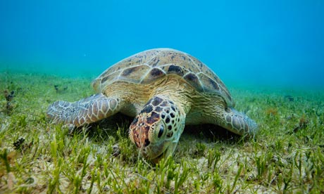 Green Sea Turtle 