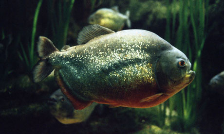 Fat Piranhas