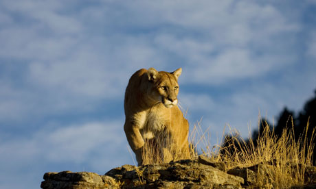 cougar