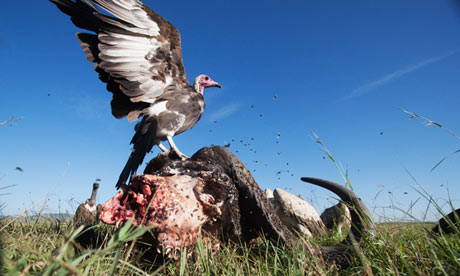Vultures feeding on the carcass of a buffalo