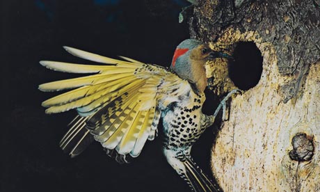 Eastern Flicker, Flying, Great Spruce Head Island, Maine, July 22, 1968 by Eliot Porter.