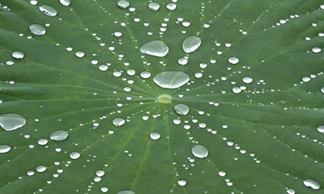 Lotus leaf