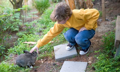 MR spes Young boy pets a rabbit in his backyard