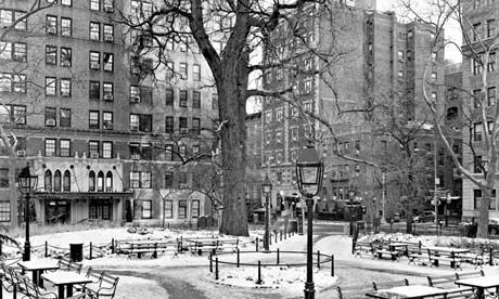 The English Elm in Washington Square park, New York, known as the Hangman’s Elm.