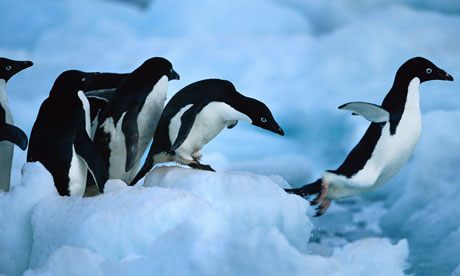 Adelie penguins Paulet Island Antarctica