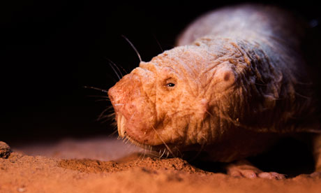 A naked mole rat