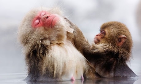 Japanese Macaques Grooming, Jigokudani Onsen, Nagano, Japan