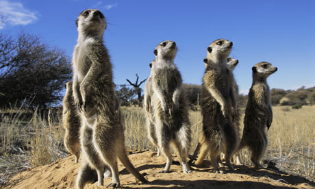 meerkats