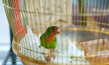 parrot in cage