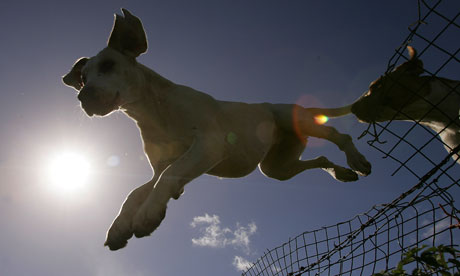 Hounds are silhouetted as they jump over fence