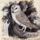 Owl engraving by Thomas Bewick