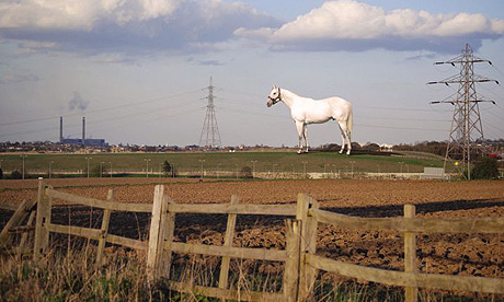 wallinger horse