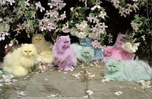 images of cats. of the Persian cat club.