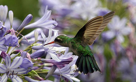 A hummingbird