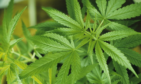 Marijuana on Could Marijuana Tax Help Shore Up California S Finnaces    World News