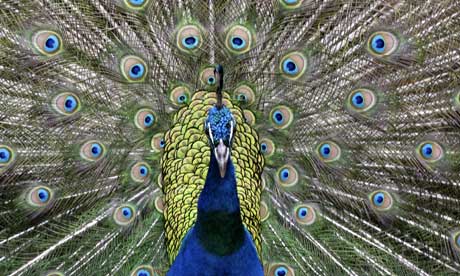 Peacock