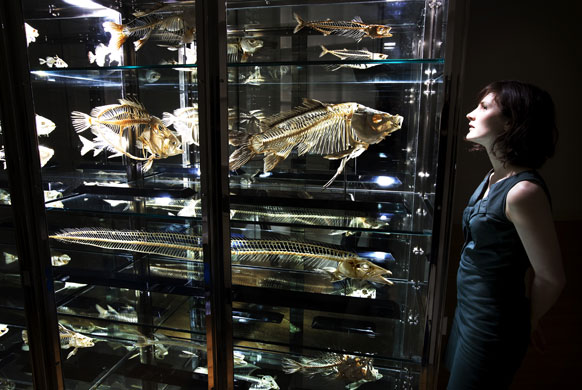 Week in art: Damien Hirst's fish