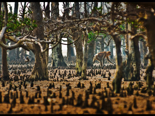 New York Photo festival