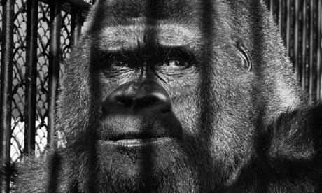 Guy the Gorilla, by Wolf Suschitzky