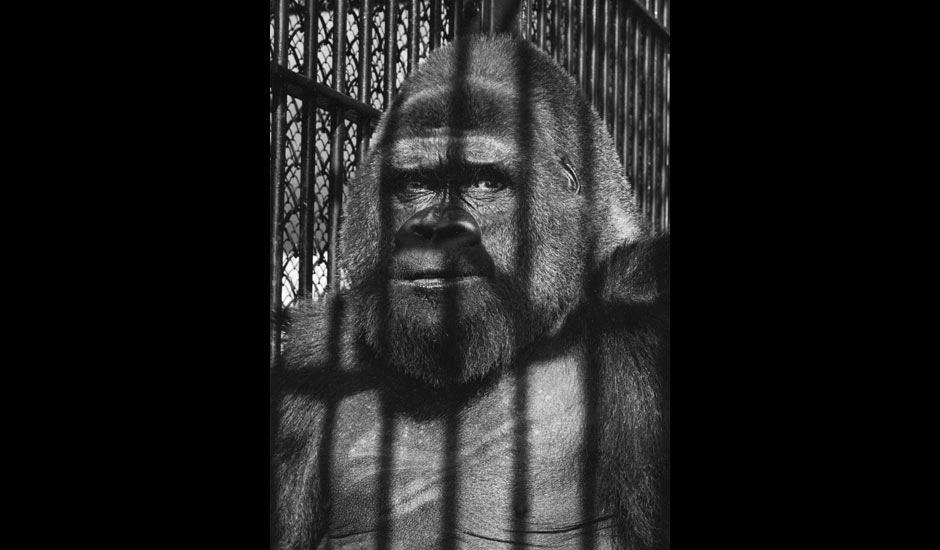 Guy the Gorilla, by Wolf Suschitzky