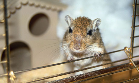 A gerbil in a cage