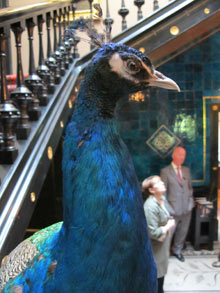 Stuffed Peacock