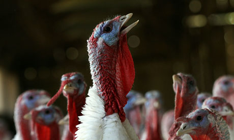 An American Turkey farm