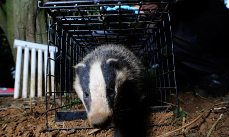 Badger