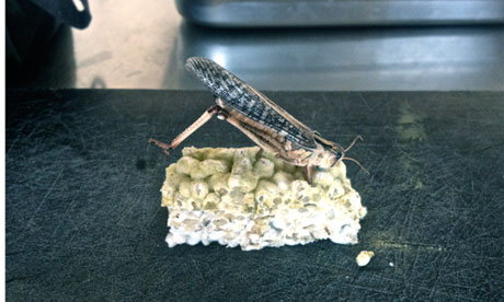 Denmark - fried mould with grasshopper, Nordic Food Lab, Copenhagen