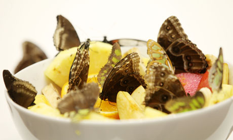 Damien Hirst show at Tate Modern.(Photo by Graeme Robertson )