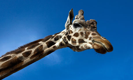 A giraffe