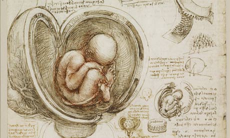 Leonardo da Vinci's foetus in the womb