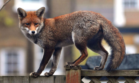 Urban fox 